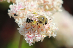 Colletes slevini