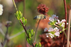 Colletes slevini