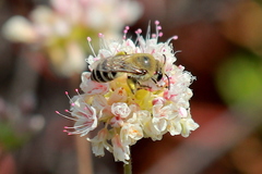 Colletes slevini