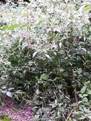 Impatiens glandulifera