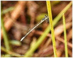 Agriocnemis pieris