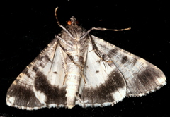 Gastrinodes argoplaca