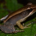 Central Madagascar Frog - Photo (c) Joshua S. Ralph, some rights reserved (CC BY-NC-ND), uploaded by Joshua S. Ralph