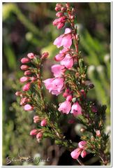 Erica elimensis