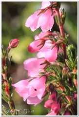 Erica elimensis