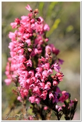 Erica elimensis