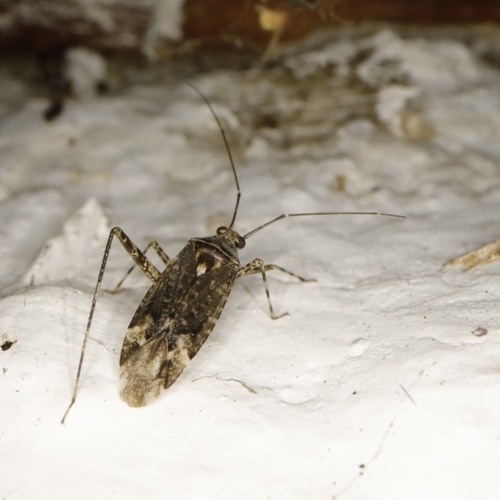 Plant bug