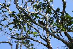 Caryothraustes poliogaster