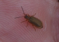 Galerucella calmariensis