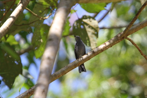 Slate-colored Solitaire (Myadestes unicolor), photo 8