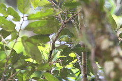 Vireolanius pulchellus