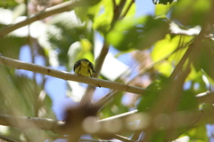 Vireolanius pulchellus