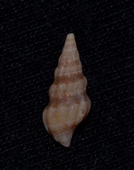Turridae