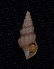 Turridae