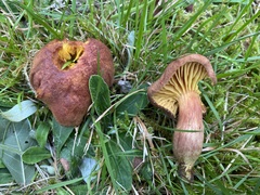 Phylloporus pelletieri