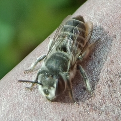Megachile