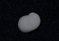 Vanikoro sigaretiformis