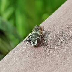 Megachile