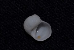 Vanikoro sigaretiformis