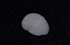 Vanikoro sigaretiformis