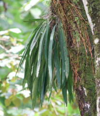 Anthurium friedrichsthalii