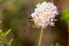 Eucerceris provancheri