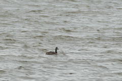 Podiceps cristatus