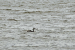 Podiceps cristatus