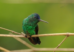 Saucerottia cyanifrons