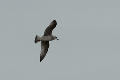 Larus argentatus