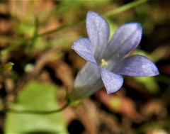 Hesperocodon hederaceus