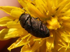 Anthaxia carmen carmen