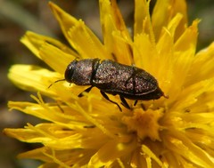 Anthaxia carmen carmen