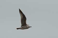 Larus argentatus