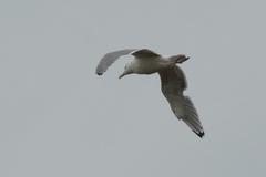 Larus argentatus
