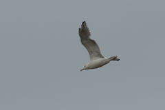 Larus argentatus