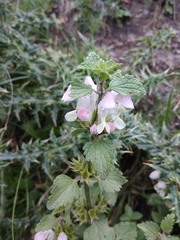Lamium tomentosum