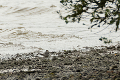 Motacilla alba