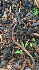 Lumbricus terrestris