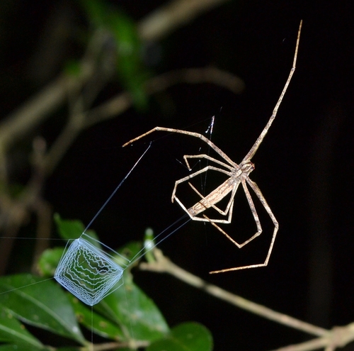 Asianopis madagascariensis