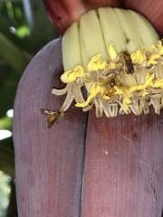 Oxytrigona