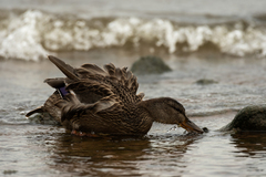 Anas platyrhynchos