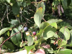 Vaccinium simulatum