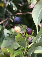 Vaccinium simulatum