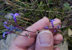 Lobelia urens