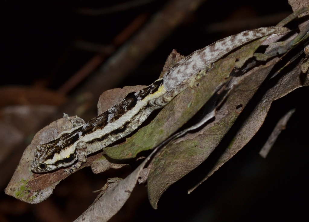 Tiny Dwarf Gecko