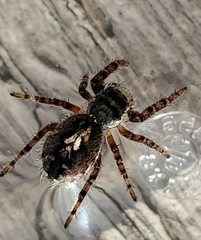 Phidippus asotus