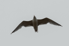 Larus argentatus