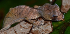 Uroplatus phantasticus