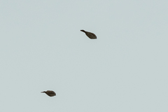 Fringilla coelebs